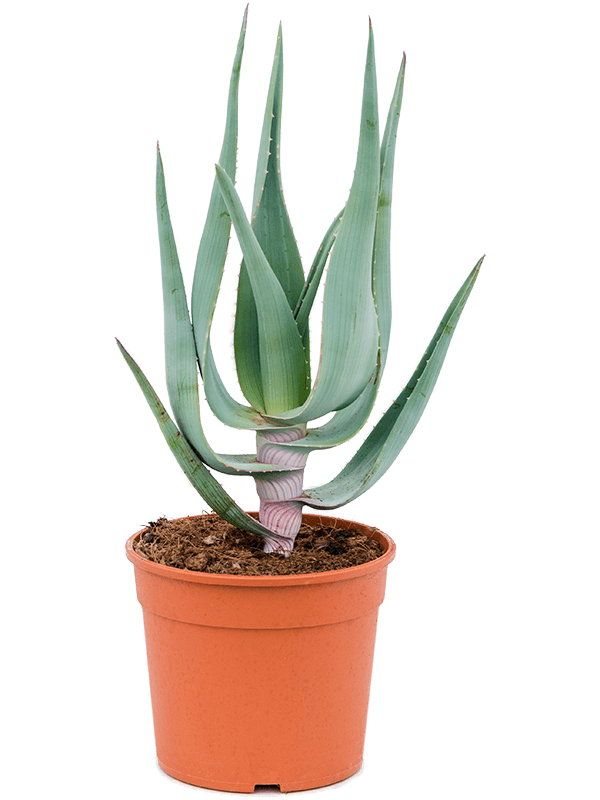 Planta naturala de exterior - D30xH50cm Aloe comosa PS16/15cm in pamant