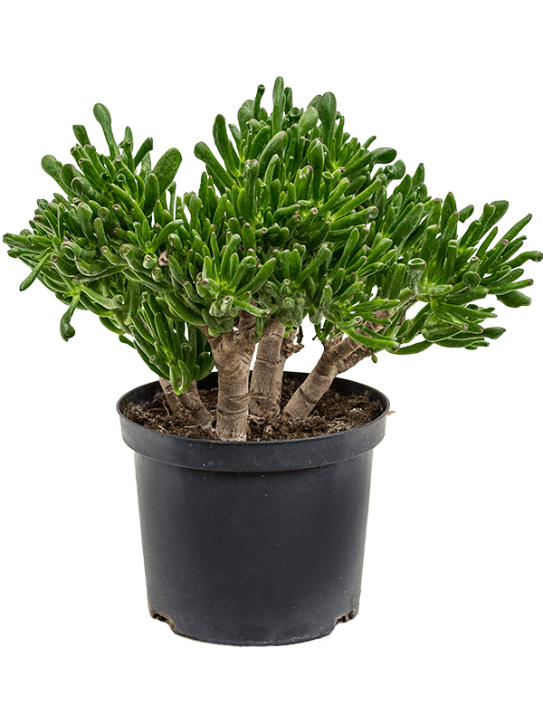 Planta naturala de interior D35xH50cm Crassula ovata 'Horntree' PS23/17cm in pamant