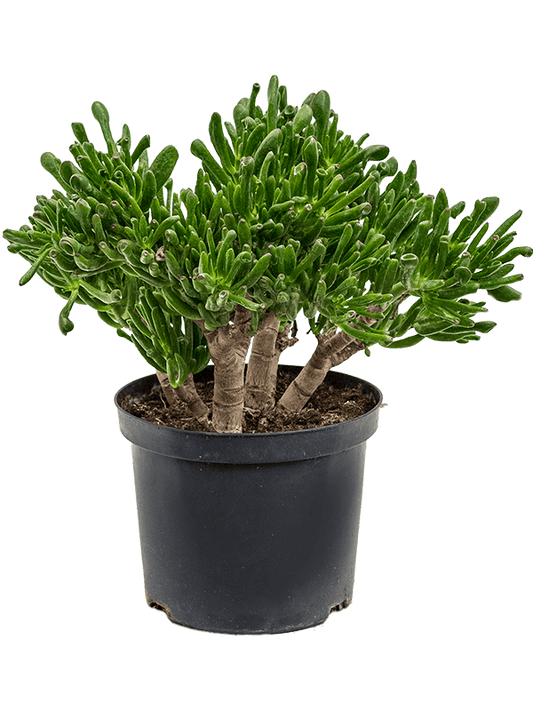 Planta naturala de exterior D35xH50cm Crassula ovata 'Horntree' PS23/17cm in pamant