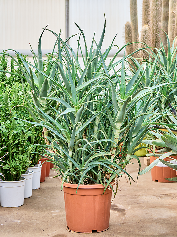 Planta naturala de exterior - D40xH65cm Aloe arborescens PS30/27cm in pamant