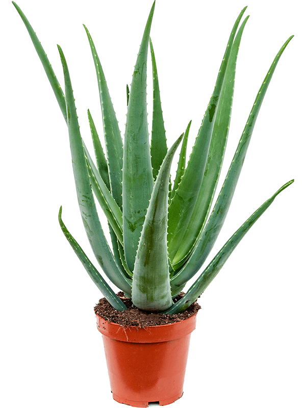 Planta naturala de exterior D40xH70cm Aloe vera barbadensis PS19/17cm in pamant