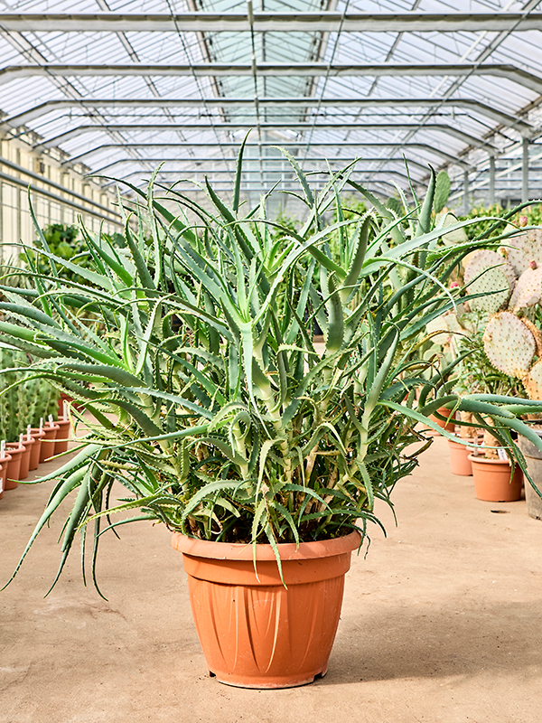 Planta naturala de exterior - D50xH70cm Aloe arborescens PS40/34cm in pamant