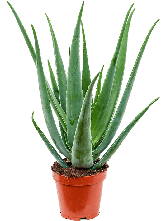 Planta naturala de exterior D50xH70cm Aloe vera barbadensis PS19/17cm in pamant