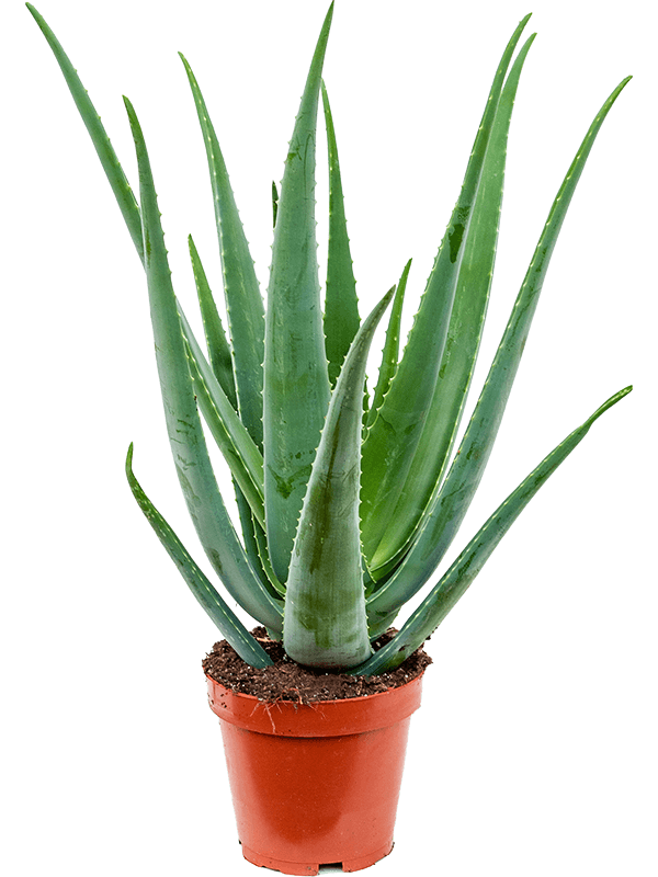 Planta naturala de exterior D50xH70cm Aloe vera barbadensis PS19/17cm in pamant