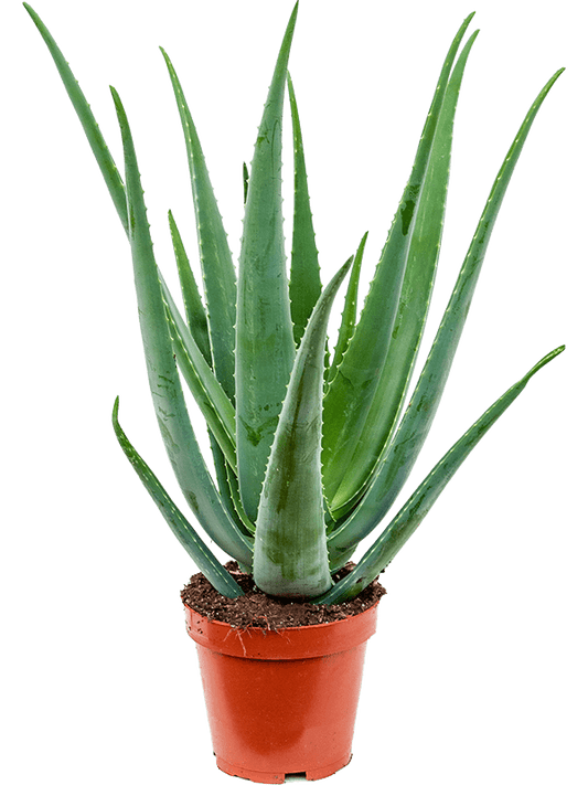 Planta naturala de exterior D50xH70cm Aloe vera barbadensis PS19/17cm in pamant