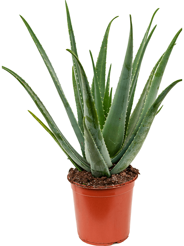 Planta naturala de exterior D50xH70cm Aloe vera barbadensis PS24/22cm in pamant