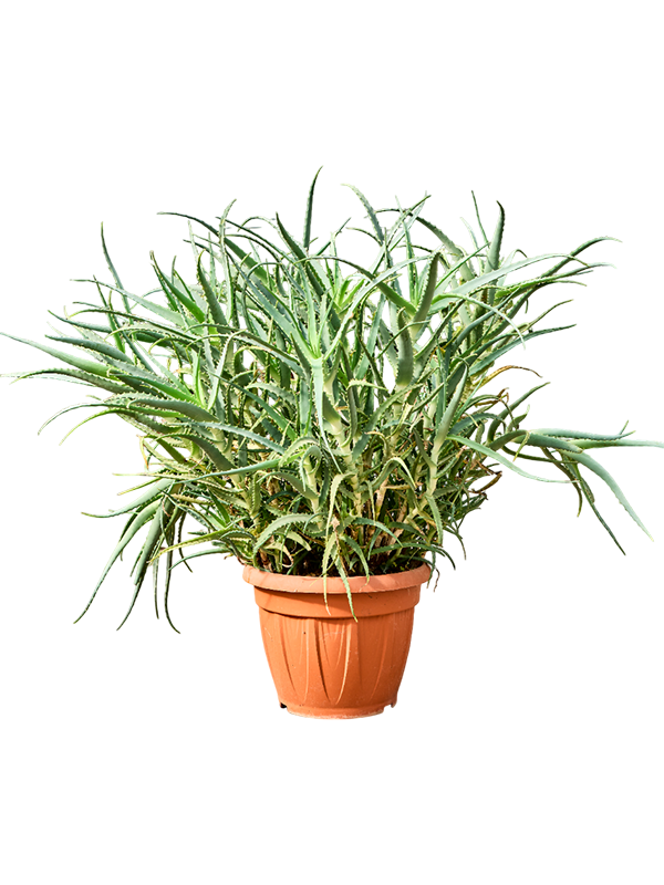 Planta naturala de exterior - D50xH85cm Aloe arborescens PS40/34cm in pamant