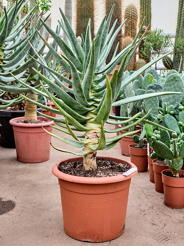 Planta naturala de exterior - D55xH100cm Aloe dichotoma PS35/31cm in pamant