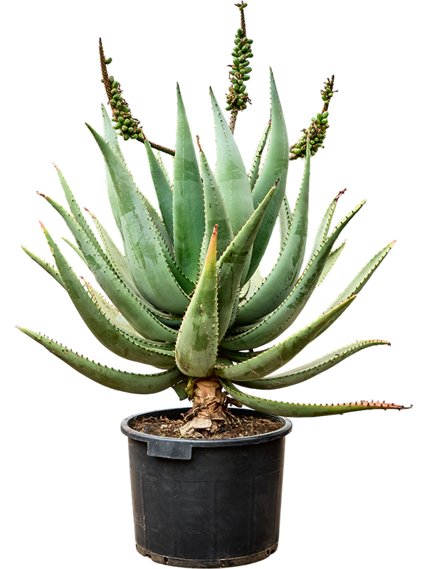 Planta naturala de exterior - D80xH120cm Aloe caesia PS40/31cm in pamant