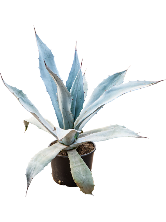 Planta naturala de exterior - D80xH80cm Agave americana 'Franzosinii' PS27/20cm in pamant