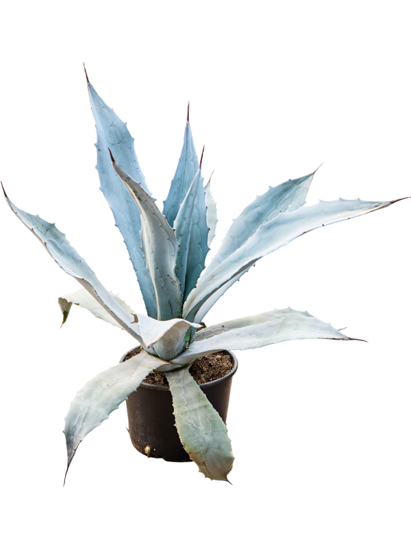 Planta naturala de exterior - D80xH80cm Agave americana 'Franzosinii' PS27/20cm in pamant