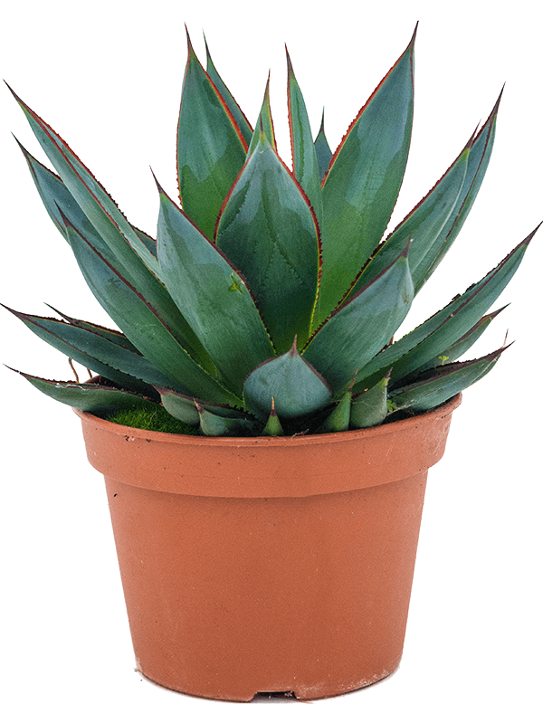 Planta naturala de exterior Green D23xH25cm Agave 'Shaka Zulu' PS15/11cm in pamant