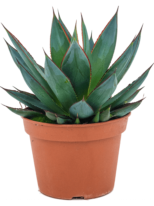 Planta naturala de exterior Green D23xH25cm Agave 'Shaka Zulu' PS15/11cm in pamant