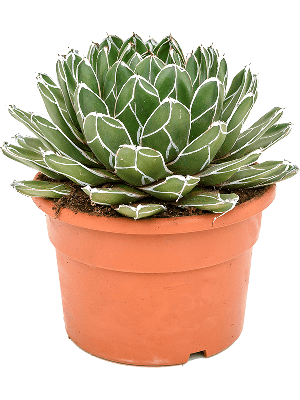 Planta naturala de exterior Green D30xH30cm Agave victoriae-reginae PS23/19cm in pamant