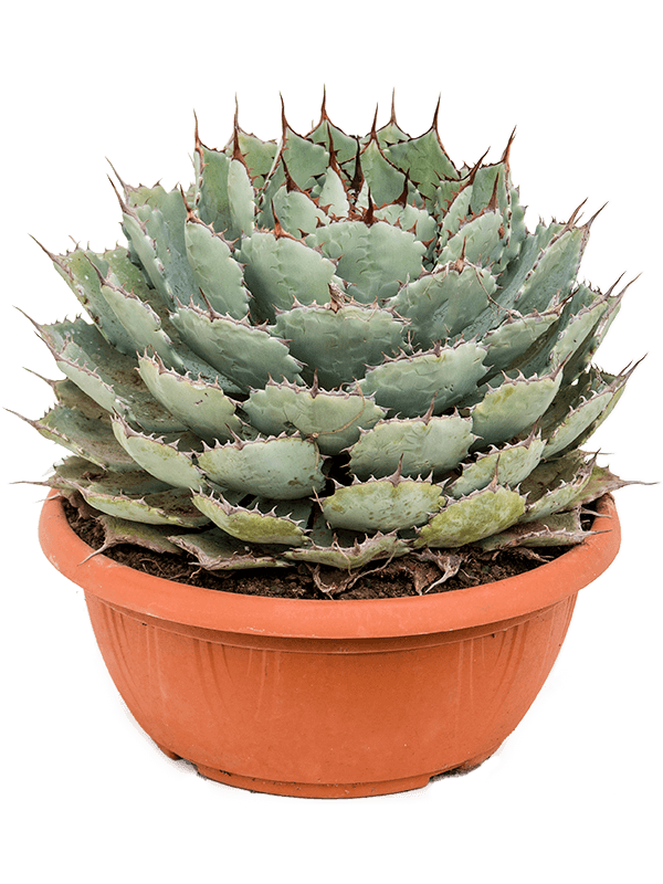 Planta naturala de exterior Green/gray D40xH40cm Agave potatorum 'Compacta' PS29/14cm in pamant