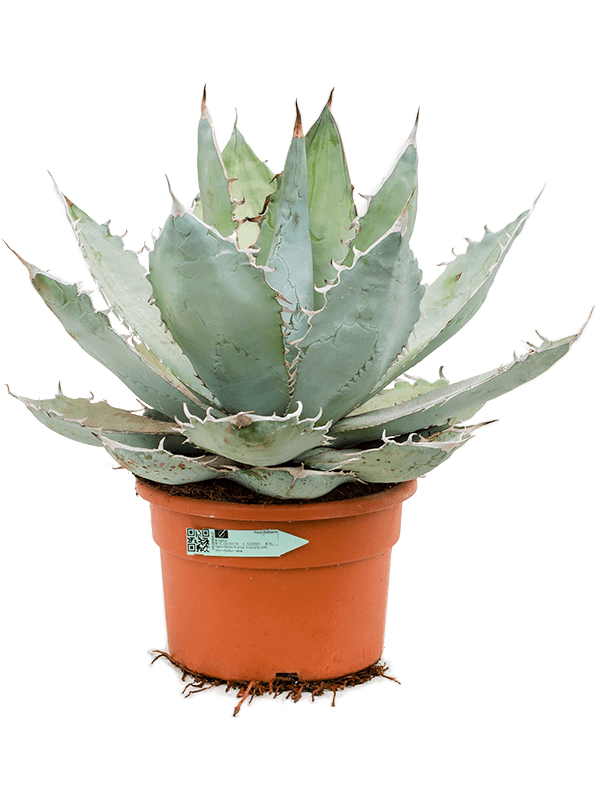 Planta naturala de exterior Green/gray D45xH55cm Agave titanota 'White Ice' PS30/25cm in pamant