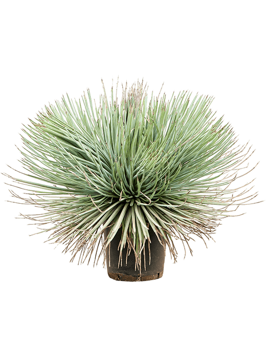 Planta naturala de exterior Green/gray D50xH55cm Agave stricta PS21/20cm in pamant