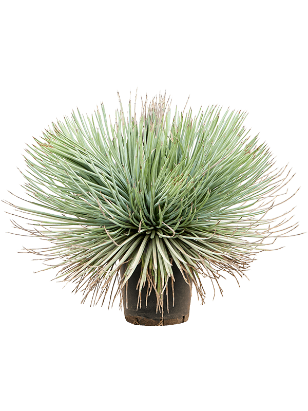 Planta naturala de exterior Green/gray D50xH55cm Agave stricta PS21/20cm in pamant
