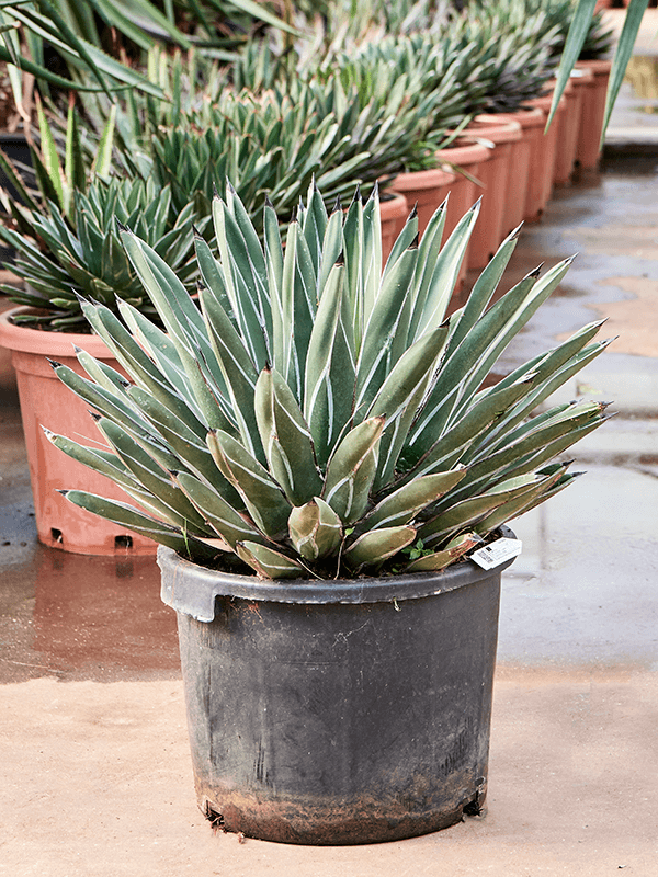 Planta naturala de exterior Green/gray D60xH65cm Agave ferdinandi 'Regis' PS35/28cm in pamant