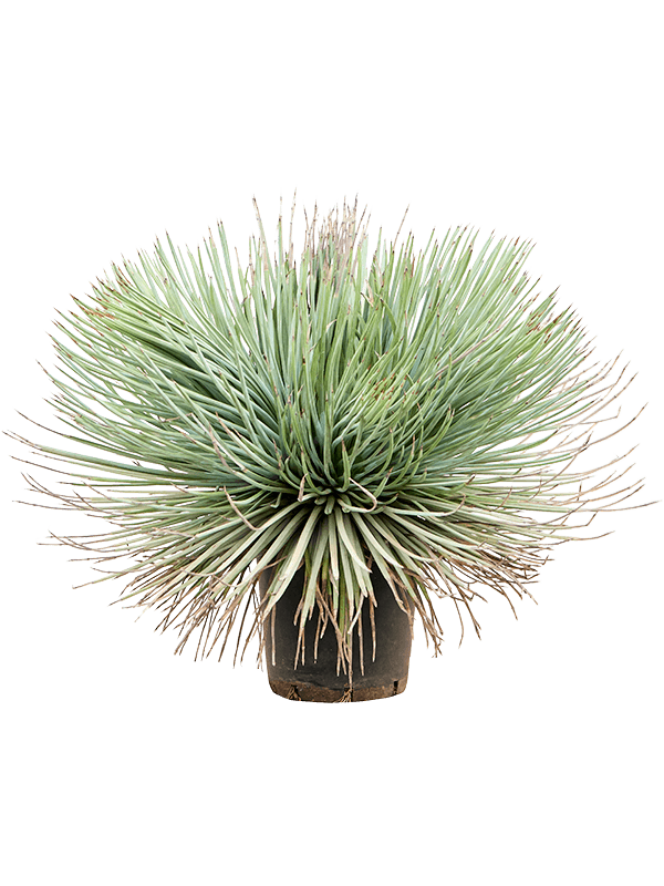 Planta naturala de exterior Green/gray D65xH55cm Agave stricta PS21/20cm in pamant