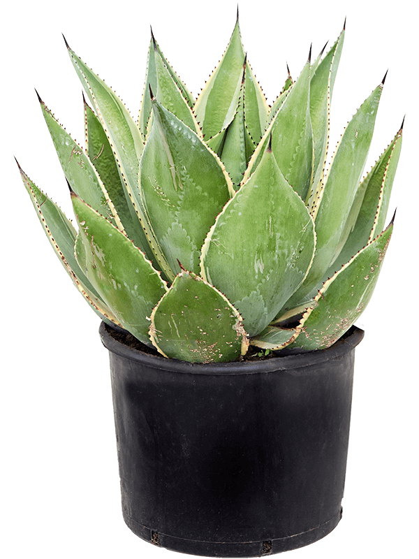 Planta naturala de exterior Green/gray/yellow D50xH55cm Agave cernita 'Variegata' PS35/23cm in pamant