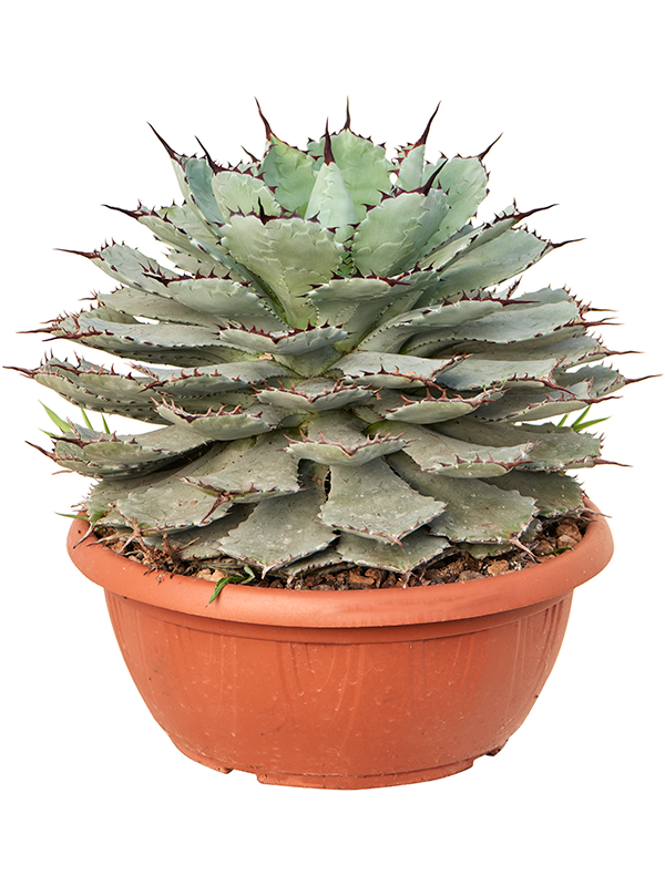 Planta naturala de exterior Green/grey D40xH40cm Agave guadalajarana PS35/29cm in pamant