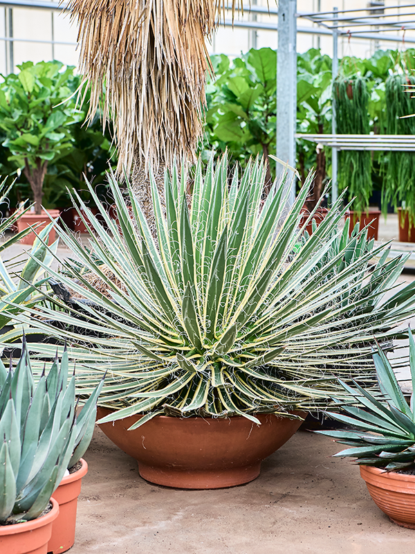 Planta naturala de exterior Green/Yellow D120xH100cm Agave geminiflora variegata PS60/26cm in pamant