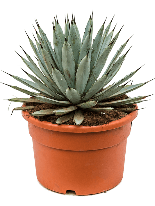 Planta naturala de exterior Grey D30xH40cm Agave macroacantha PS27/18cm in pamant