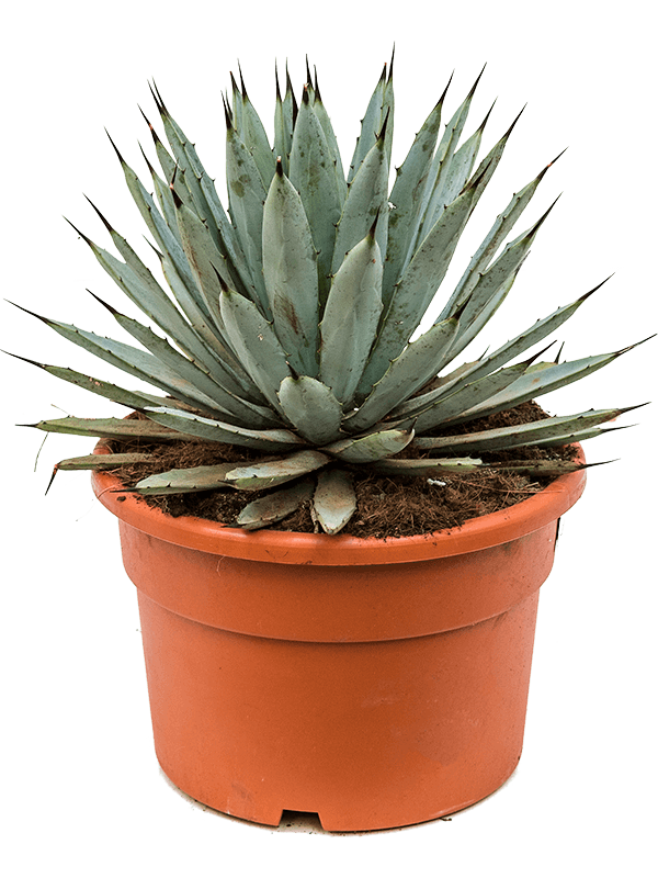 Planta naturala de exterior Grey D30xH40cm Agave macroacantha PS27/18cm in pamant