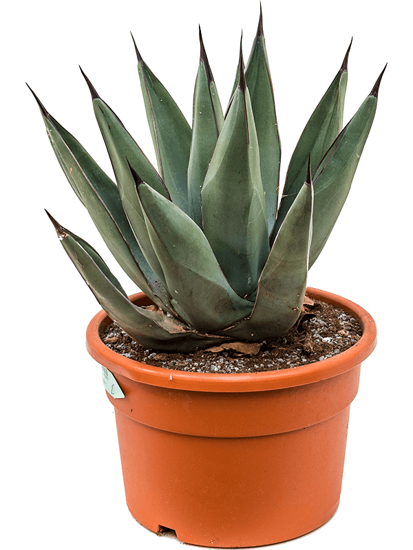 Planta naturala de exterior Grey D35xH50cm Agave nigra PS27/18cm in pamant