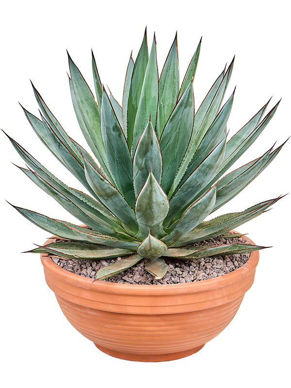 Planta naturala de exterior Grey D40xH45cm Agave 'Blue Glow' PS30/15cm in pamant