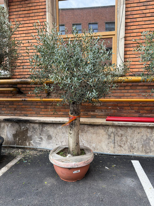 Planta naturala de exterior Maslin D160xH230cm Olea europaea Pj Tarr PS68/36cm in pamant