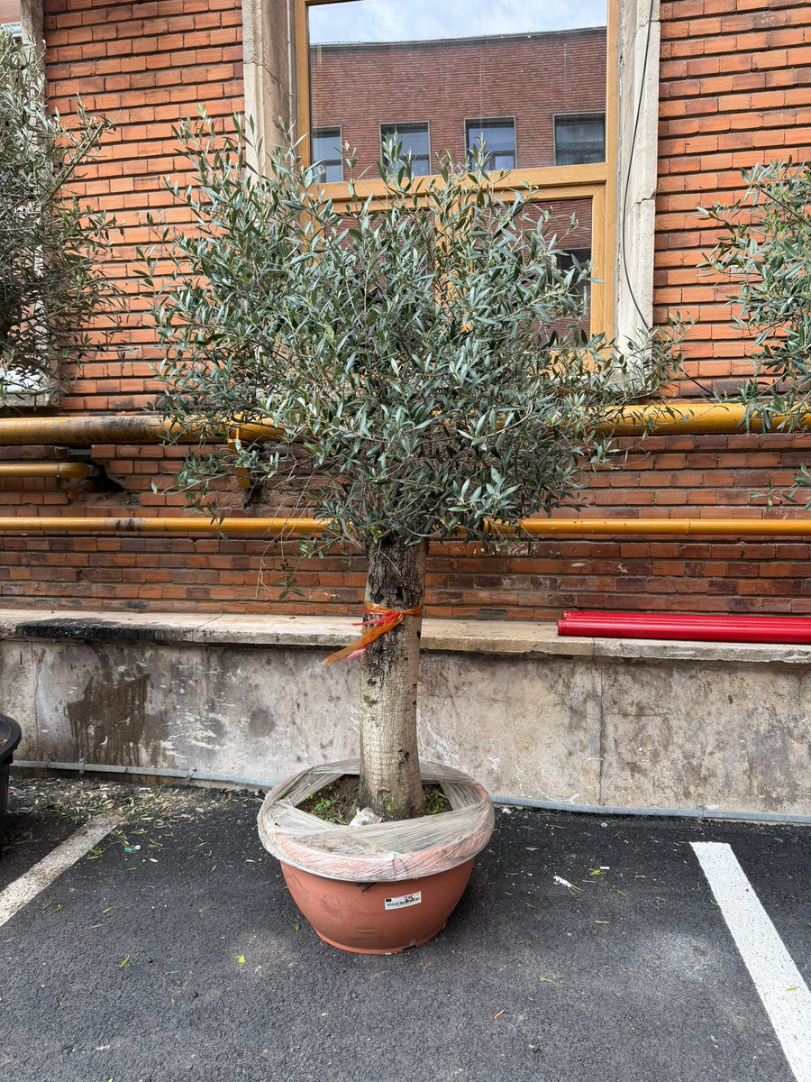 Planta naturala de exterior Maslin D160xH230cm Olea europaea Pj Tarr PS68/36cm in pamant