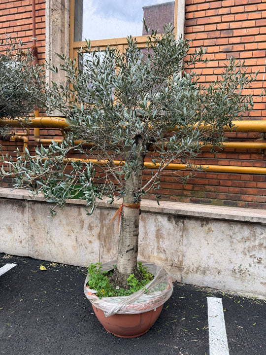 Planta naturala de exterior Maslin D160xH230cm Olea europaea Pj Tarr PS68/36cm in pamant