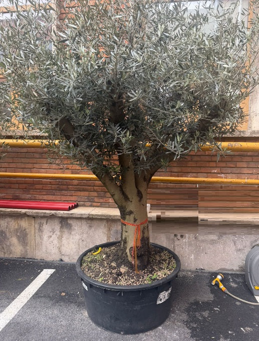 Planta naturala de exterior Maslin D200xH260cm Olea europaea PS85/40cm in pamant