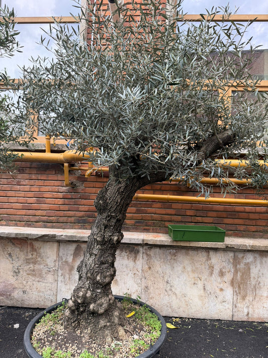 Planta naturala de exterior Maslin secular D170xH270cm Olea europaea Hojiblanco PS85/40cm in pamant