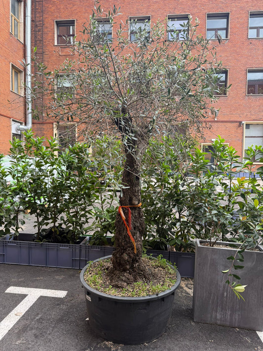 Planta naturala de exterior Maslin secular D210xH280cm Olea europaea Hojiblanco PS85/40cm in pamant