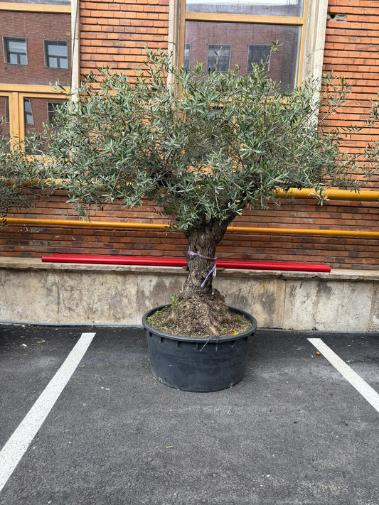 Planta naturala de exterior Maslin secular D230xH230cm Olea europaea Lechin PS85/40cm in pamant
