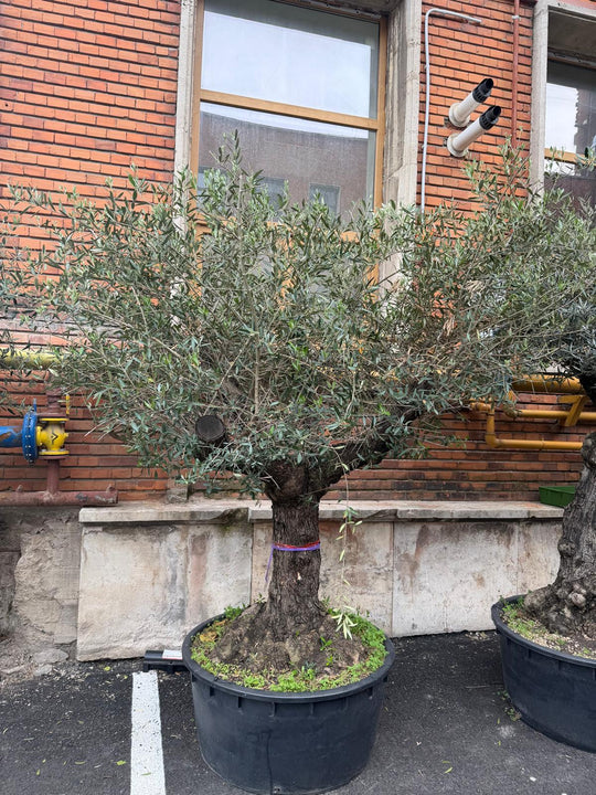 Planta naturala de exterior Maslin secular D230xH230cm Olea europaea Lechin PS85/40cm in pamant
