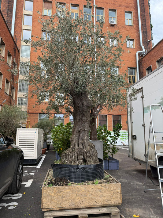 Planta naturala de exterior Maslin secular D270xH350cm Olea europaea PS110/50cm in pamant