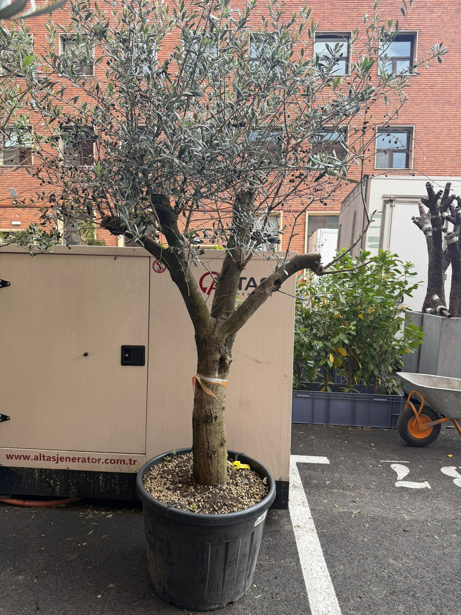 Planta naturala de exterior MaslinnD210xH150cm Olea europaea PS68/48cm in pamant