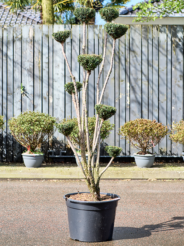 Planta naturala de exterior Multi crowns D50xH190cm Taxus media 'Hillii' PS45/33cm in pamant