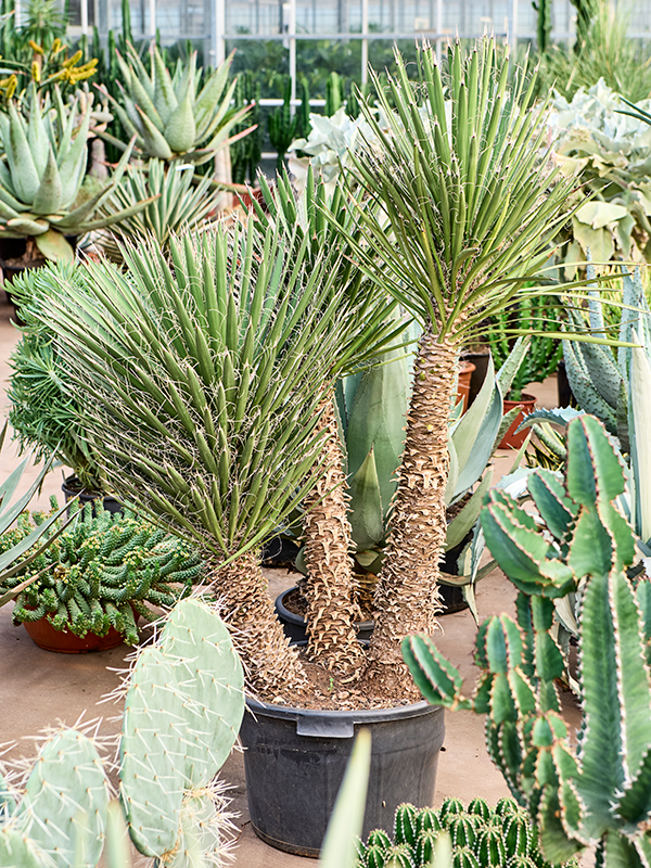Planta naturala de exterior Multi stem D120xH175cm Yucca filifera PS45/34cm in pamant