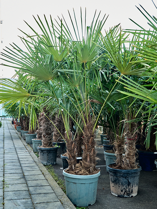 Planta naturala de exterior Multi stem D145xH220cm Trachycarpus fortunei (200-260) PS45/38cm in pamant