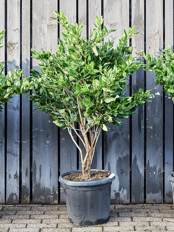Planta naturala de exterior Multi stem D65xH120cm Ligustrum japonicum 'Texanum' (100-140) PS40/33cm in pamant