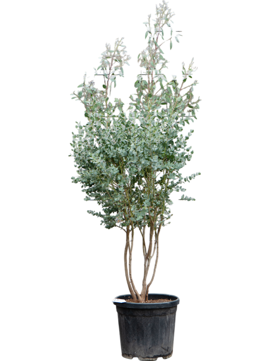 Planta naturala de exterior Multi stem D70xH150cm Eucalyptus gunnii PS35/32cm in pamant