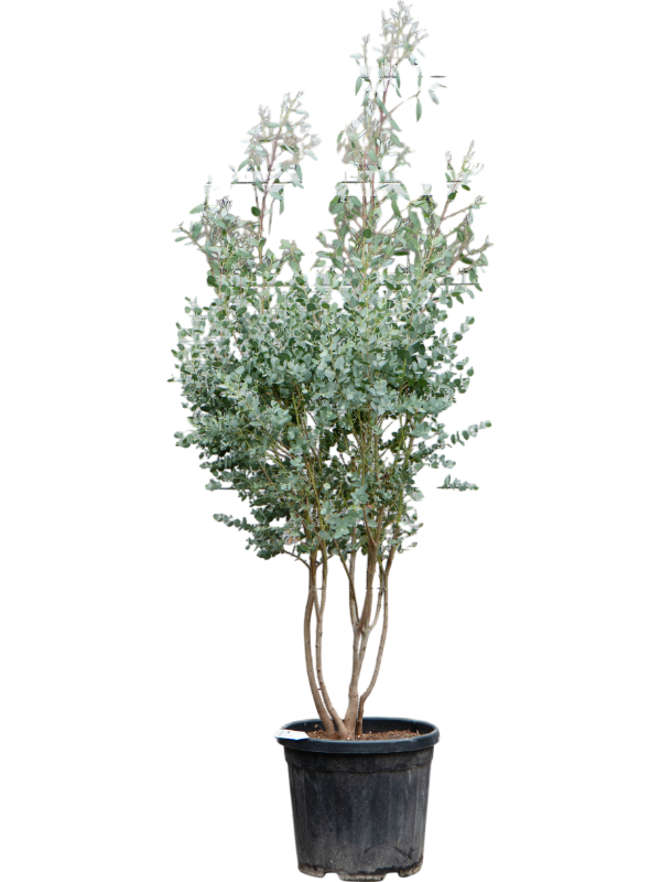 Planta naturala de exterior Multi stem D70xH150cm Eucalyptus gunnii PS35/32cm in pamant