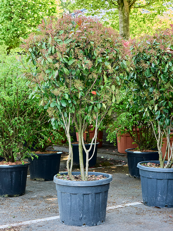 Planta naturala de exterior Multi stem D80xH160cm Photinia x fraseri 'Red Robin' PS60/45cm in pamant