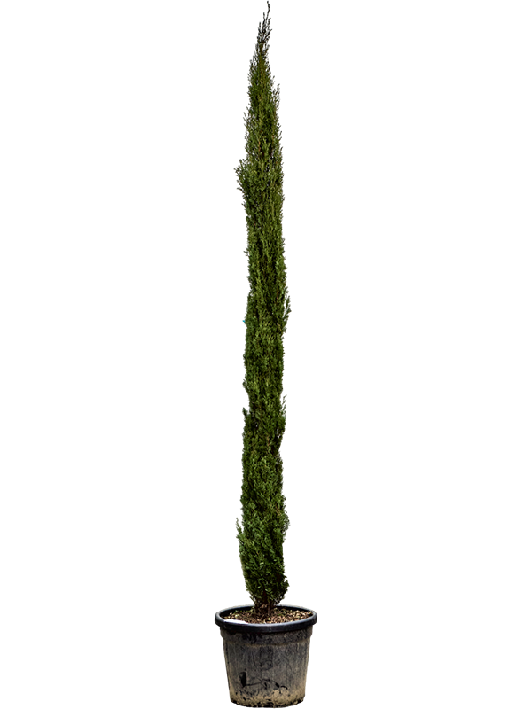 Planta naturala de exterior Piramid D45xH300cm Cupressus sempervirens 'Totem' (280-320) PS42/37cm in pamant