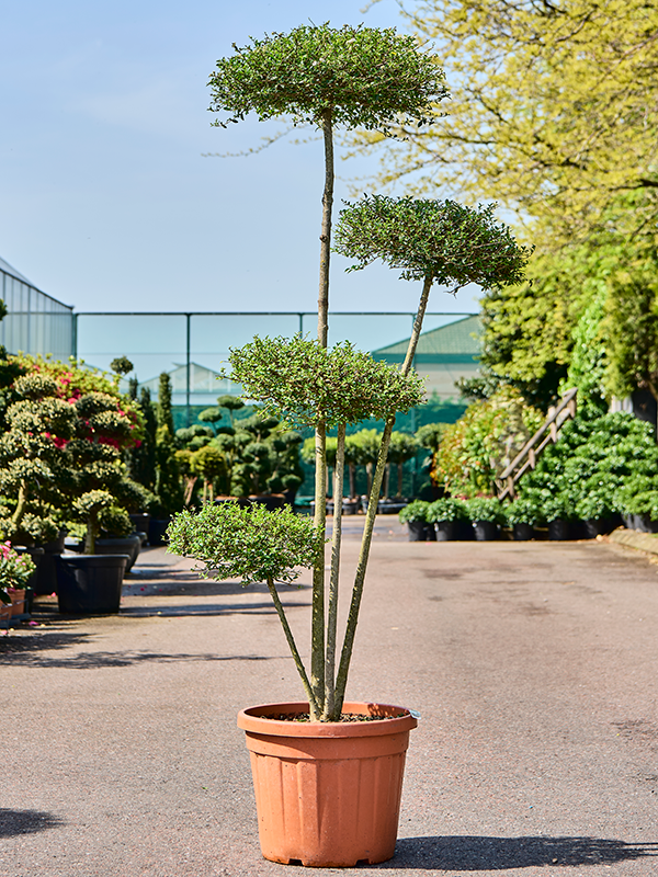 Planta naturala de exterior Pon Pon D65xH200cm Ligustrum Jonandrum PS43/34cm in pamant